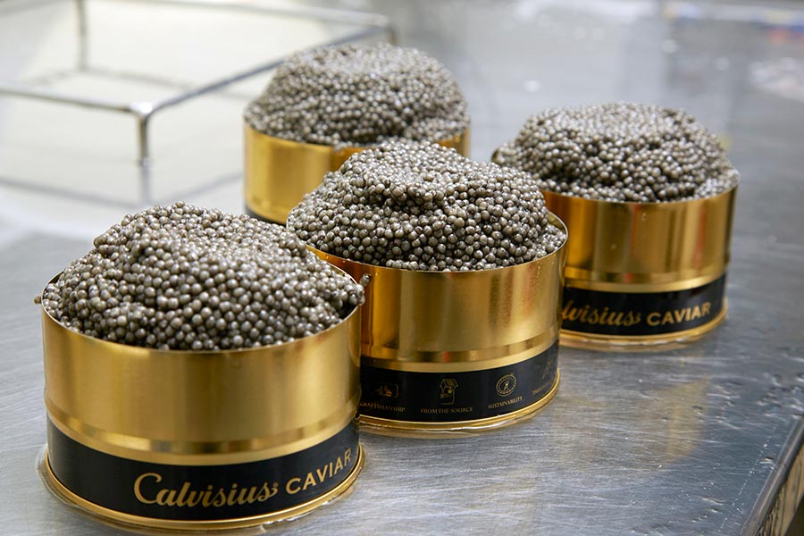 Calvisius Kaviar in Dosen